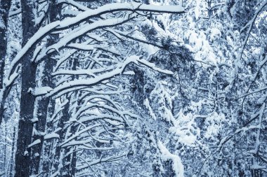 Kış Doğa arka plan.