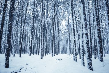 Kış Doğa arka plan.