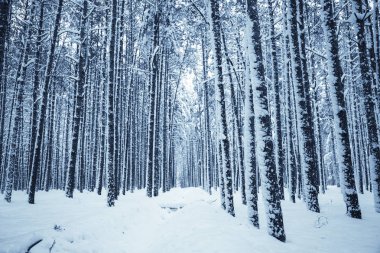 Kış Doğa arka plan.