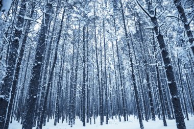 Kış Doğa arka plan.