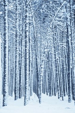 Kış Doğa arka plan.