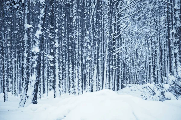 Winter nature background. — Zdjęcie stockowe
