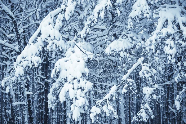 冬の自然の背景. — ストック写真