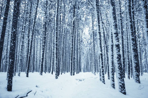 Kış Doğa arka plan.