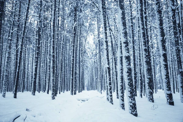 Kış Doğa arka plan.