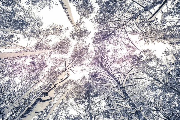 Vinter natur bakgrund. — Stockfoto