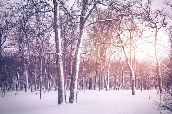 Winter nature background. — Zdjęcie stockowe