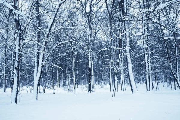 Kış Doğa arka plan.