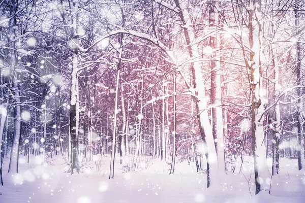 Winter nature background. — Zdjęcie stockowe