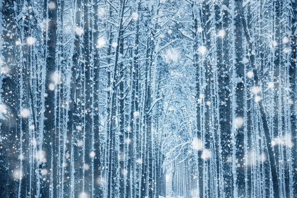 Winter nature background. — Zdjęcie stockowe