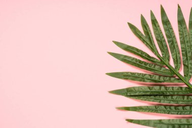 Palmiye yaprağı mercan arka plan Üstten Görünüm.