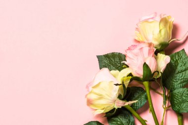 Pembe bir arka plan üzerinde pembe gülçiçekleri.