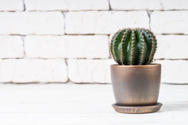 Beyaz üzerinde saksı da kaktüs.