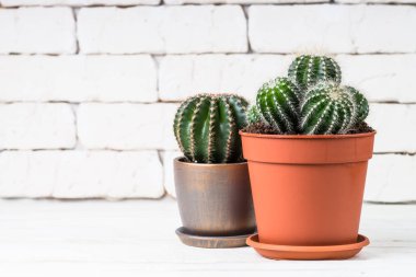 Beyaz üzerinde saksı da kaktüs.
