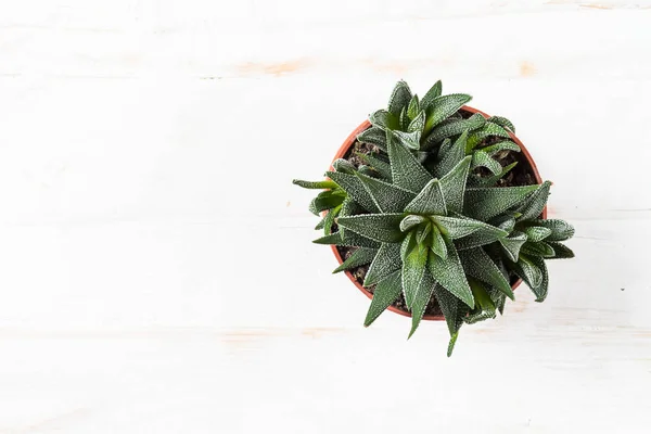 Haworthia in vaso di fiori su bianco, vista dall'alto . — Foto Stock