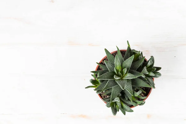 Haworthia in vaso di fiori su bianco, vista dall'alto . — Foto Stock