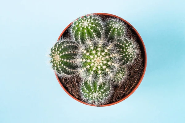 Cactus in vaso di fiori blu, vista dall'alto . — Foto Stock