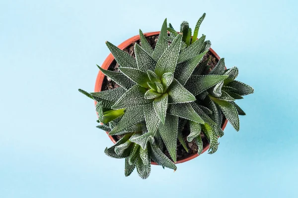 Haworthia in vaso di fiori blu, vista dall'alto . — Foto Stock