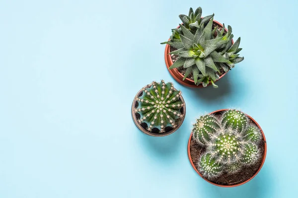 Cactus in vaso di fiori blu, vista dall'alto . — Foto Stock