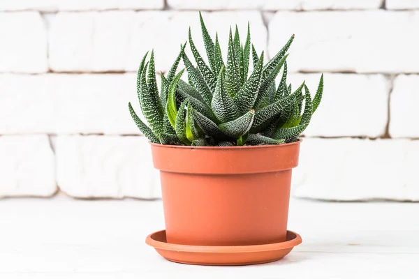 Haworthia dalam pot bunga putih . — Stok Foto