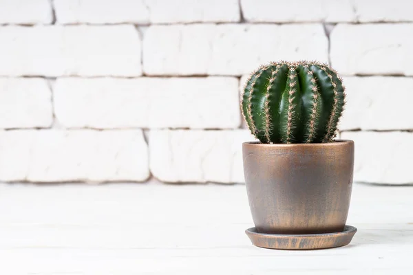 Cactus in vaso di fiori su bianco . — Foto Stock