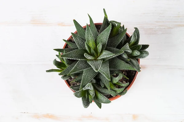 Haworthia in vaso di fiori su bianco, vista dall'alto . — Foto Stock