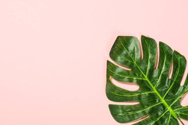 Monstera pembe arka plan üst görünümünde bırakır.