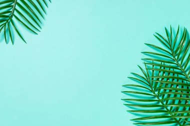 Mavi üst görünümde palmiye yaprakları.