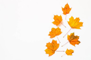 Sonbahar düz arka planı beyaz yapraklarla kaplıydı.