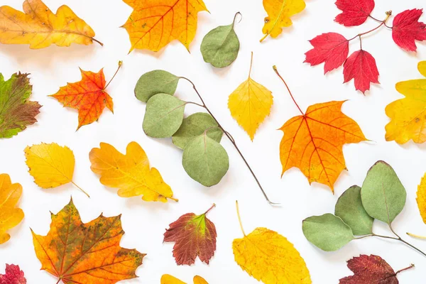 Outono plano colocar fundo com folhas em branco . — Fotografia de Stock