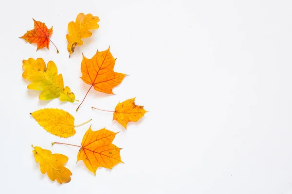 Fondo plano de otoño con hojas caídas sobre blanco . — Foto de Stock