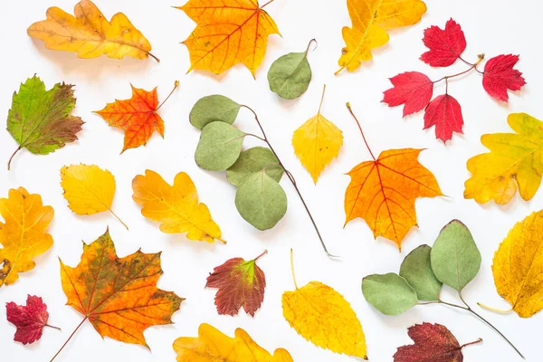 Fondo plano de otoño con hojas sobre blanco . — Foto de Stock