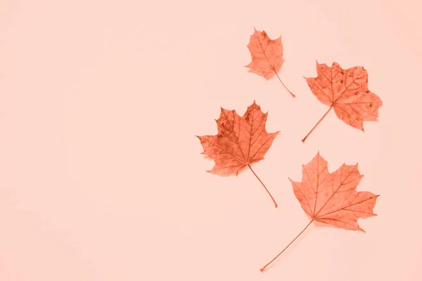 Fondo plano de otoño con hojas en rosa . — Foto de Stock