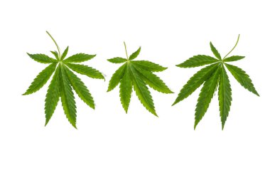 Beyaz masada esrar yağı, hap ve yeşil yapraklar.