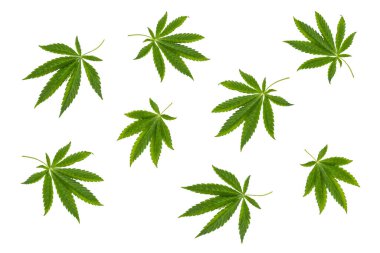 Beyaz masada esrar yağı, hap ve yeşil yapraklar.