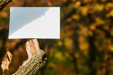 Boş beyaz kağıdın dal