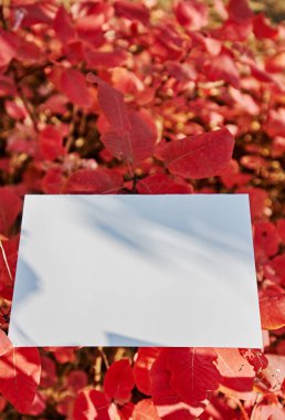 Kırmızı yaprakları üzerinde beyaz kağıdın