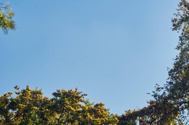 Ağaçlar ve gökyüzü üzerinde sonbahar yaprakları