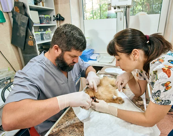 Canine removal surgery — Stock Photo, Image