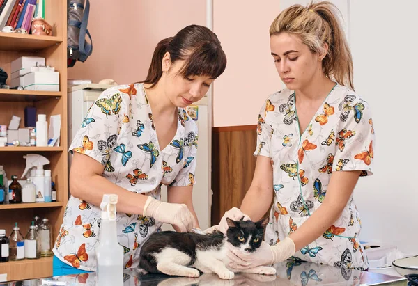 Gato en inspección en el veterinario —  Fotos de Stock