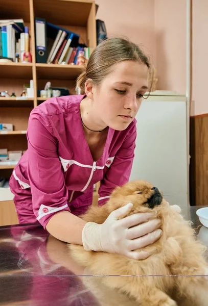 Tratamiento veterinario mujer joven —  Fotos de Stock