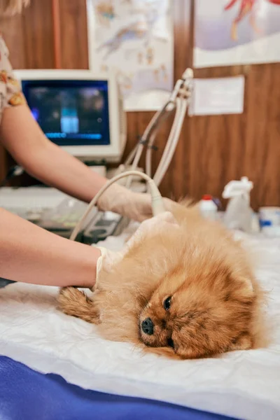 Ultrason veteriner ofisi taramak zorunda köpek — Stok fotoğraf