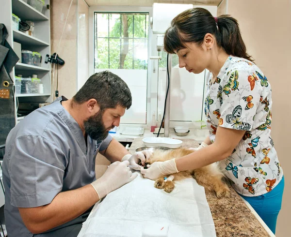 Soins dentaires vétérinaires et dents de chien — Photo