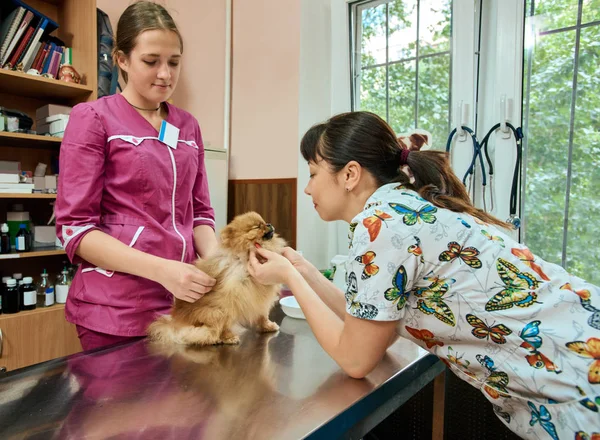 Veterinarios examinando perro pomerania —  Fotos de Stock
