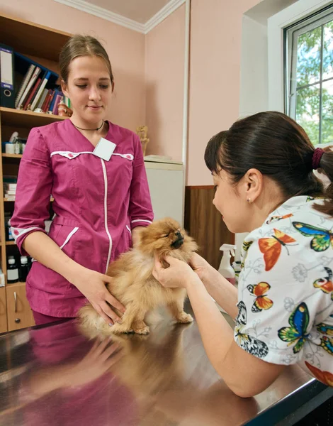 Clínica de tratamiento veterinario —  Fotos de Stock