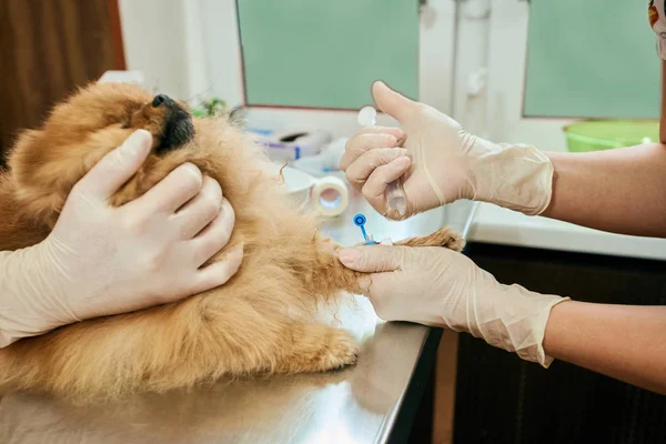 Perro veterinario e inyección —  Fotos de Stock