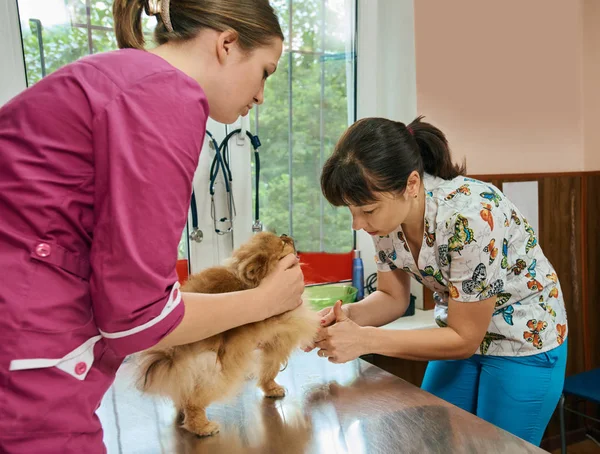 Tierklinik — Stockfoto