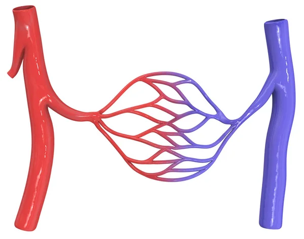 Blood vessels — Stock Photo, Image