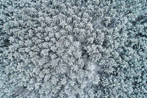 Aerial view of a winter snow-covered pine forest.