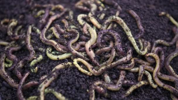 Earthworms for fishing, move and crawl in the ground. — Stock Footage Earthworms for fishing, move and crawl in the ground. Stock Footage